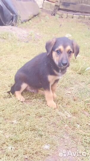 Девочки дворовые