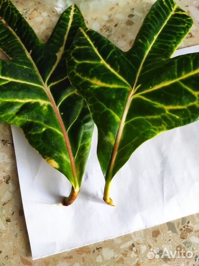 Комнатные растения, цветы