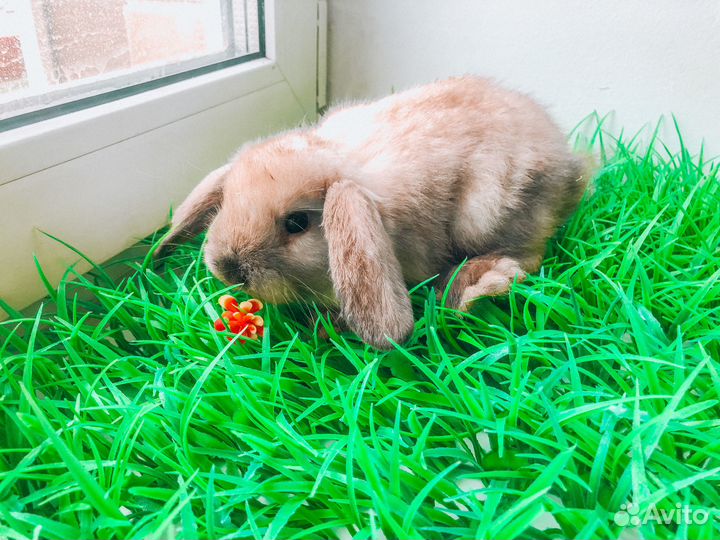 Карликовый кролик - лучший подарок для ребенка