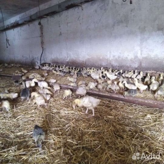 Гусята суточные и подрощенные