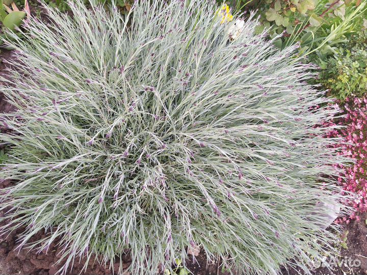 Гвоздика многолетняя