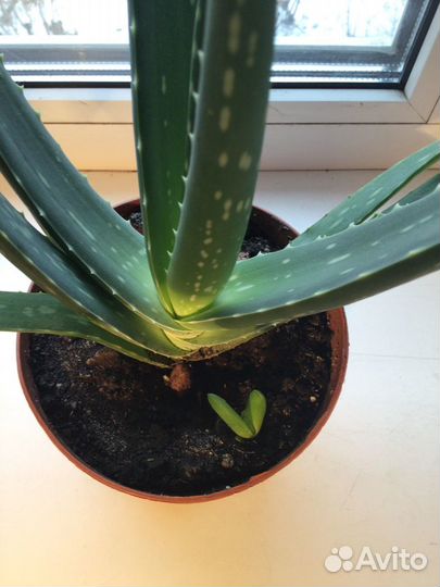 Алоэ-Вера 3-х летнее