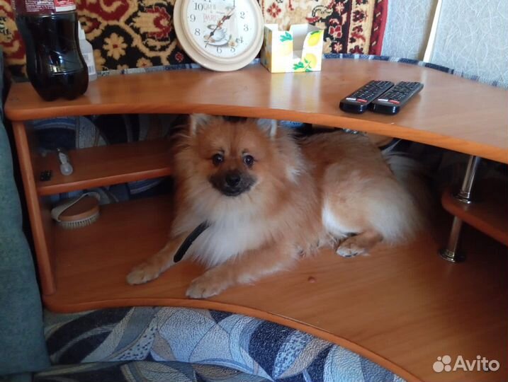 Немецкий шпиц