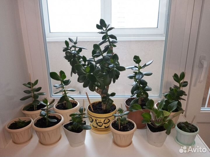 Толстянка, денежное дерево