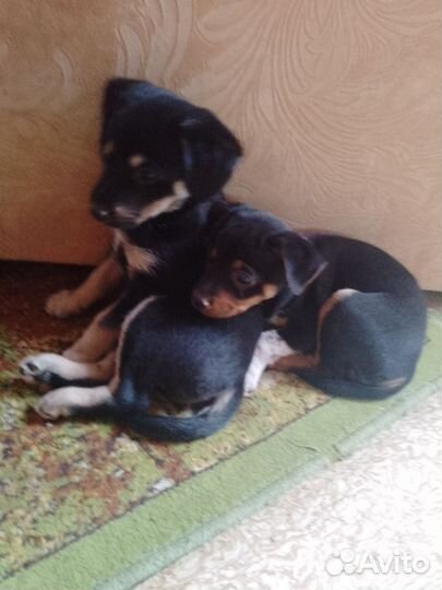 Той-терьер щенки