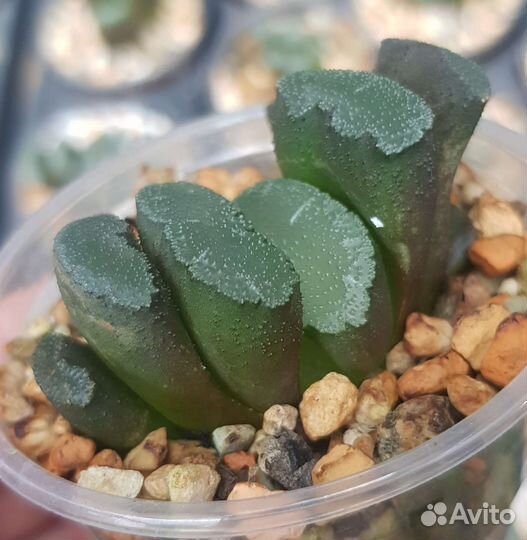 Хавортии трункаты