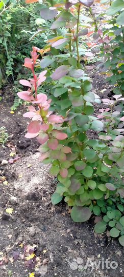 Саженцы барбариса