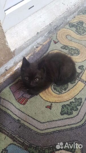 Черный котенок в добрые руки приучен к лотку