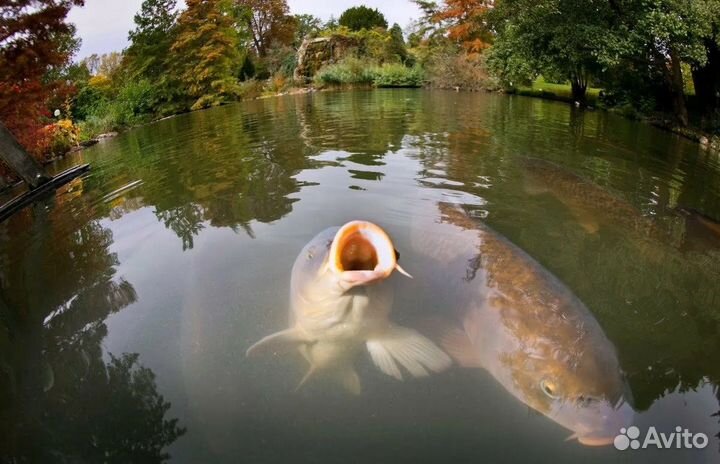 Рыбалка на частном водоёме 100 % клёв