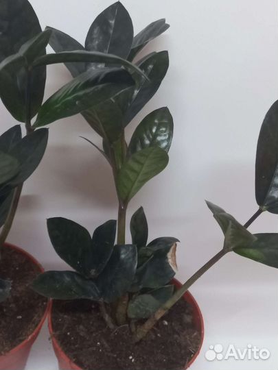 Замиокулькас черный равен