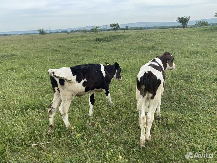 Крс с/х животные