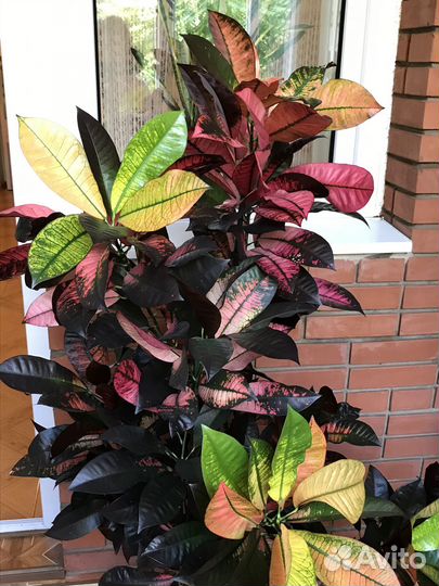 Красивейший кротон Миссис Айстон