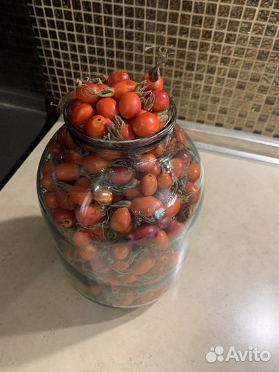 Шиповник свежий