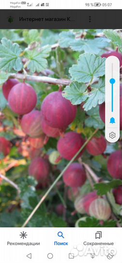 Саженцы красного крыжовника