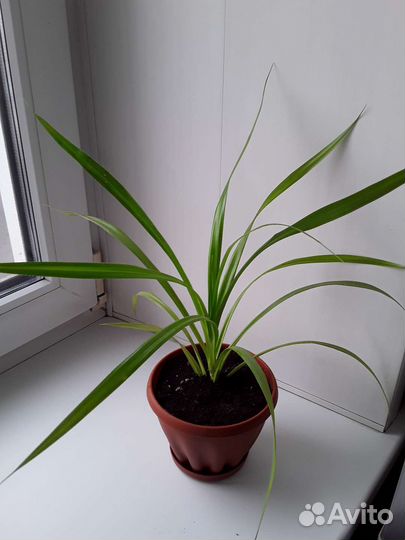 Пальма панданус