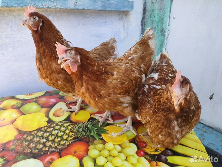 Куры несушки доминант 9 месяцев