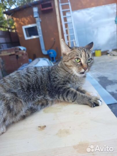 Кошка