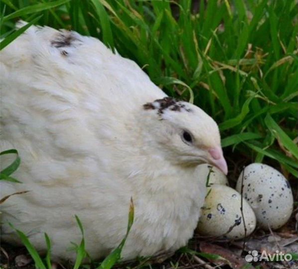 Инкубационные яйцо Перепелиное