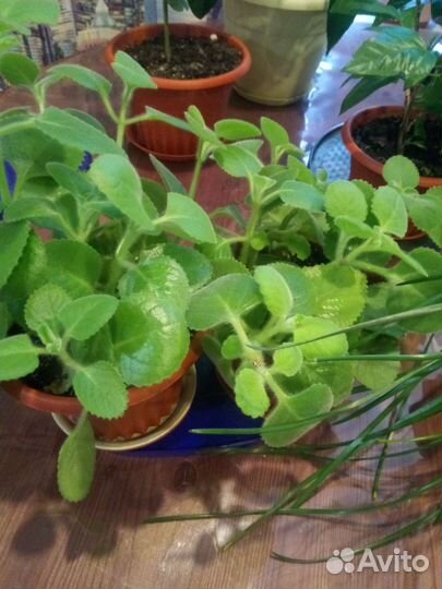 Цветы комнатные