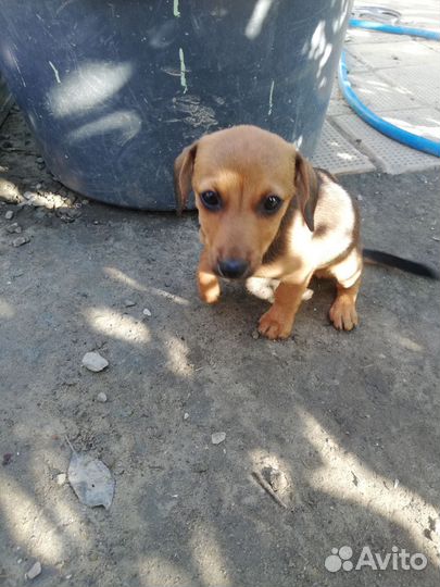 Щенок девочка бесплатно