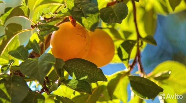 Саженцы алычи Солнечный зайчик