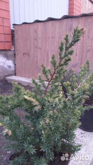 Можжевельник экспанса вариегата