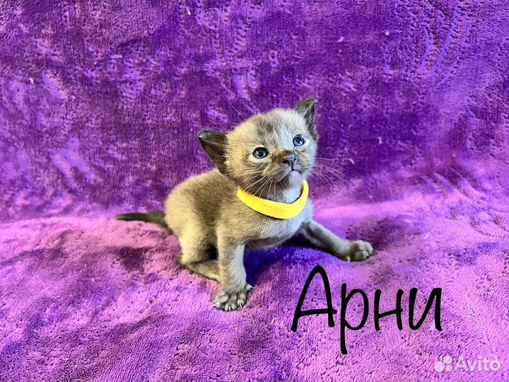 Котята Европейской бурмы