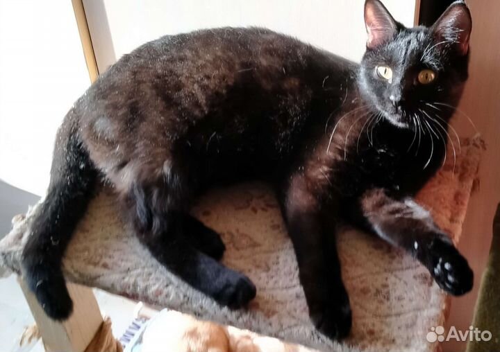 Котик молодой