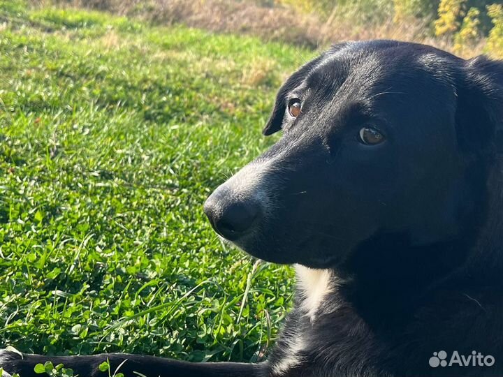 Собака в добрые руки отдам бесплатно