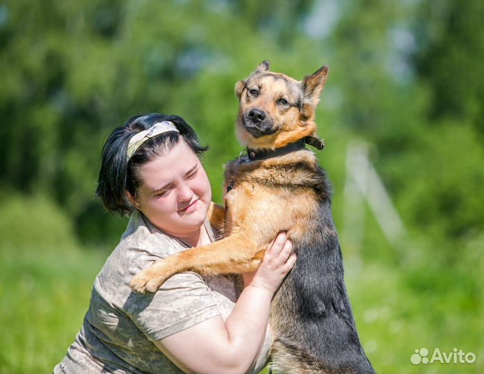 Метис овчарки Рада в дар