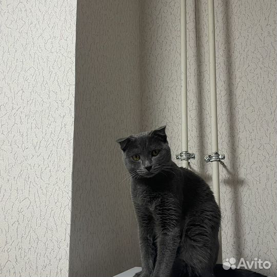 Кот, британец