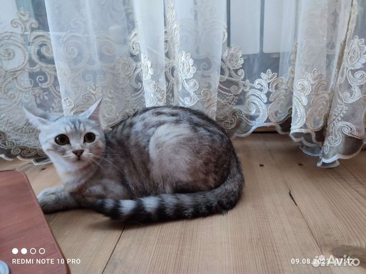Кошка британка бесплатно