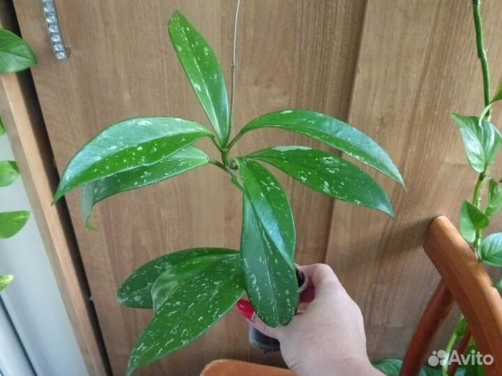 Хойя Публикалис Ред цвет красный