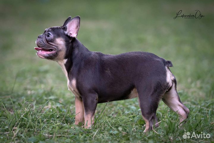 Французский бульдог мини