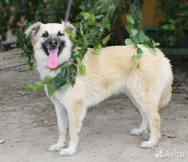 Красавица Мартуша ищет дом и семью