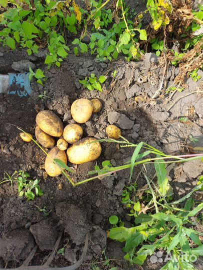 Продам картофель