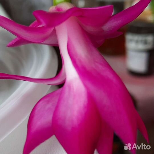 Цветы декабристы