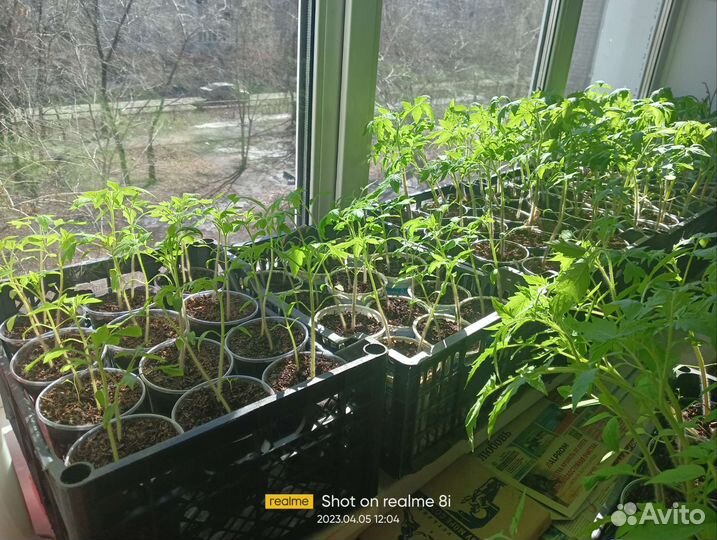 Рассада помидор