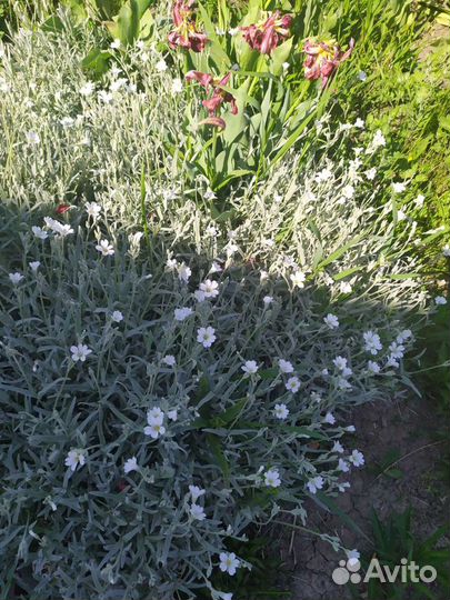 Цветы почвопокровники