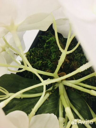 Настольные композиции из цветов