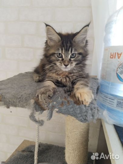 Котята мейн-кун
