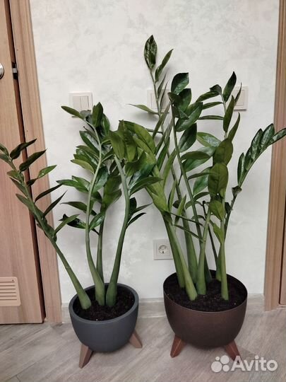 Замиокулькас