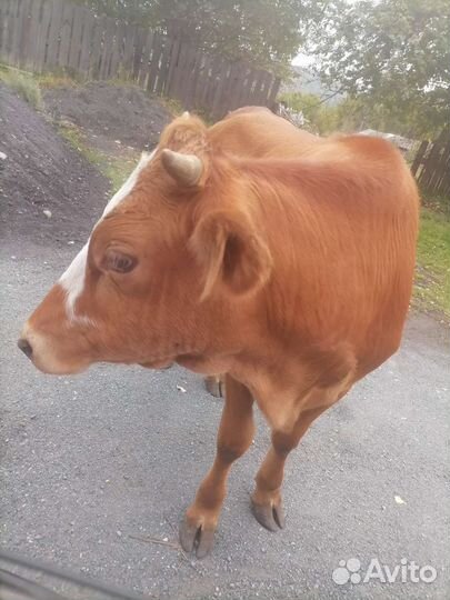 Коровы быки телки