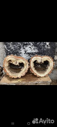 Торцевые спилы деревьев