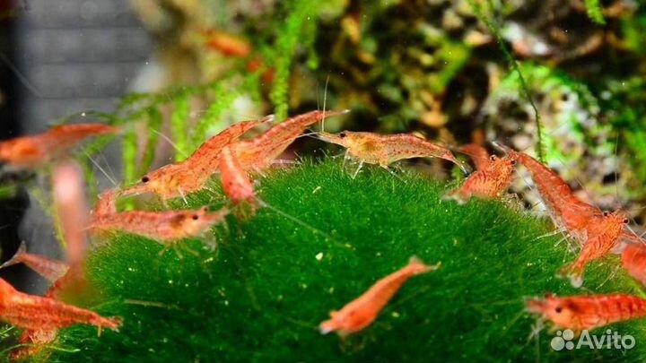 Аквариумные креветки