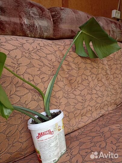 Хойя карноза. Монстера