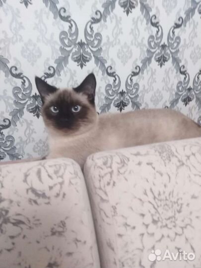 Кот в дар