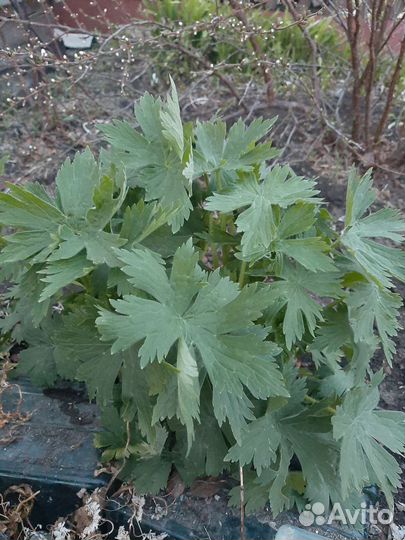 Цветы многолетники