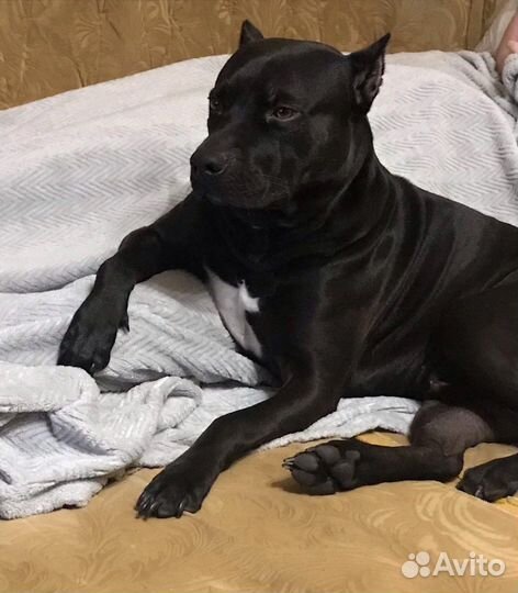 Питбуль вязка