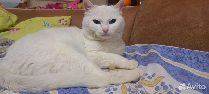 Люся в добрые руки